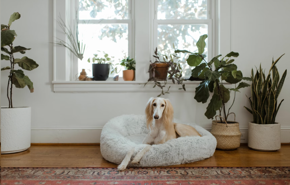 Best Pet-Friendly Furniture: Stylish Solutions for Animal Lovers