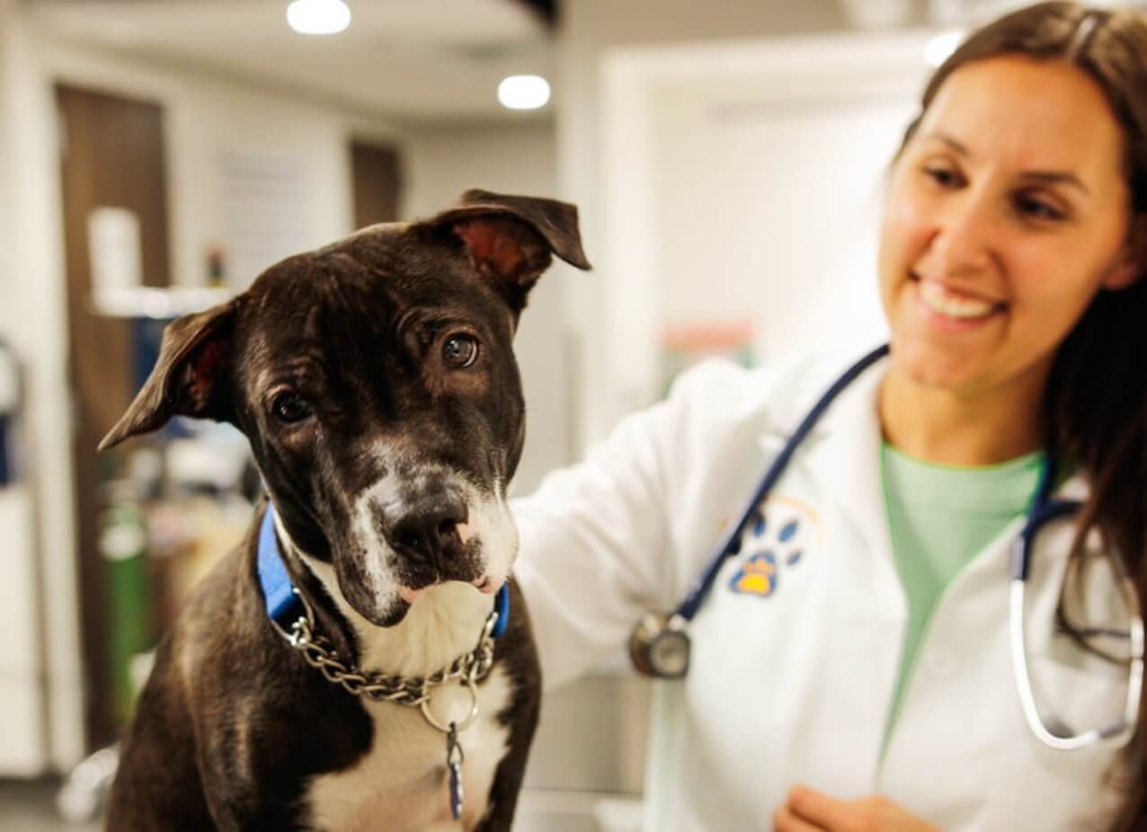 How to Create a Pet-Friendly Home Without Compromising Style