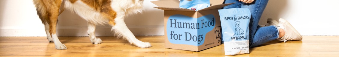 Fresh Food, Happy Home: Why Feeding Your Pet Right Completes a Comfortable Living Space